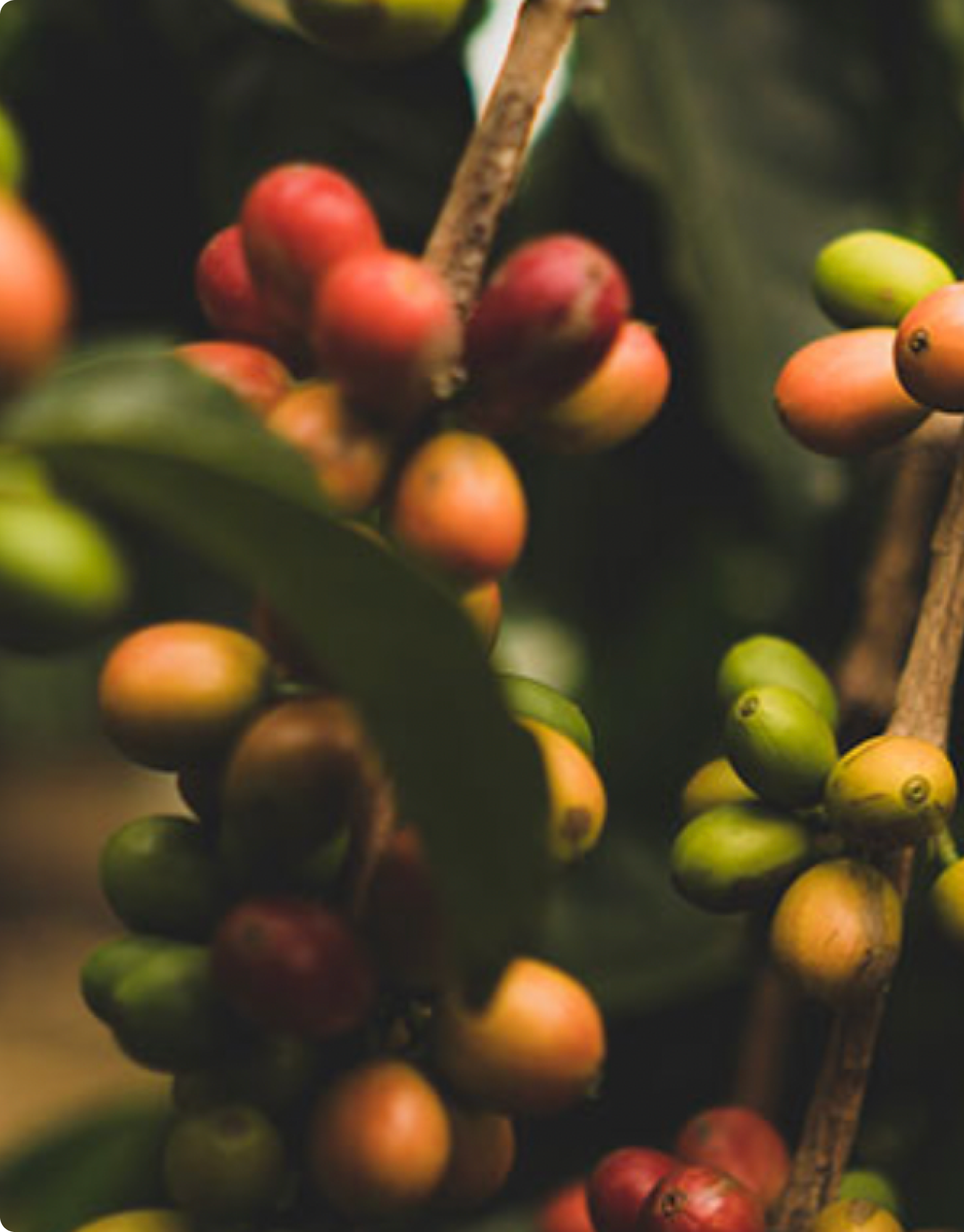 Chikamagalur Arabica Coffee